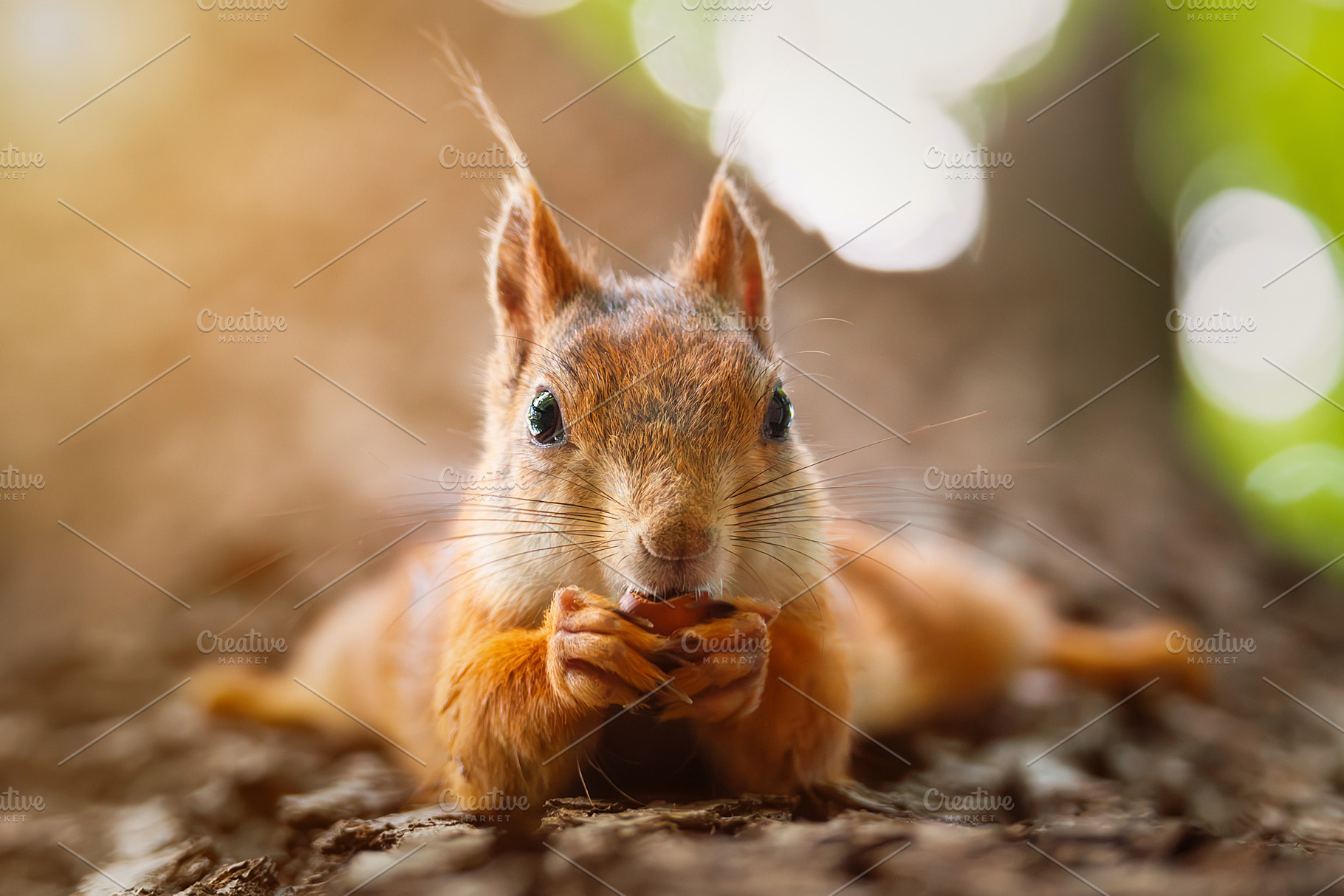 Squirrel in the autumn park, an Animal Photo by AlexBush