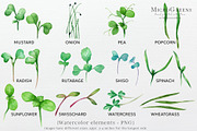 Microgreens sprouted seeds clipart, a Food Illustration by Ksenia Shmakova (Thumbnail 3 of 8)