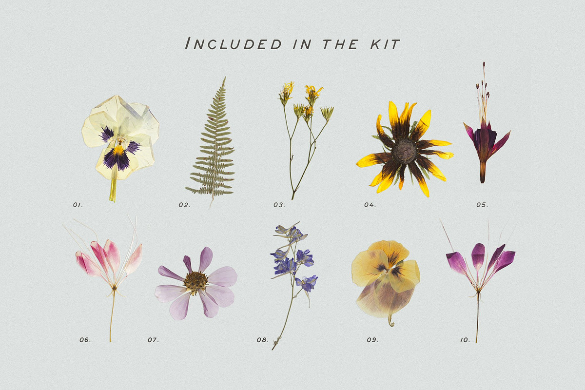 BUNDLE - Dry Flowers & Leaves, an Object Graphic by Sparrow & Snow (Photo 14 of 28)