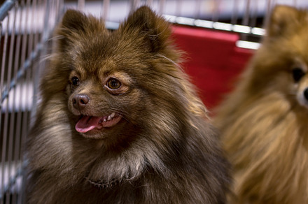 Young pomeranian close-up