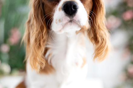 dog breed cocker spaniel with a flow