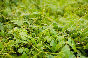 Thick Jungle Background, a Nature Photo by THP Creative