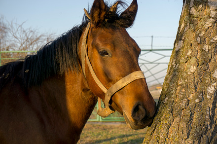 Icelandic Horses Close Up preview 2