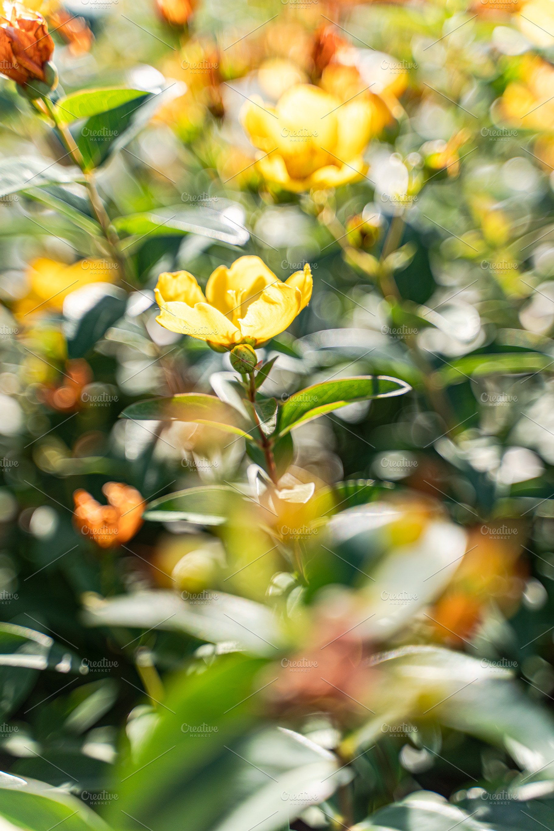 Beautiful yellow Hipericum plant blooming in the summer garden, a Nature Photo by Anna Bogush