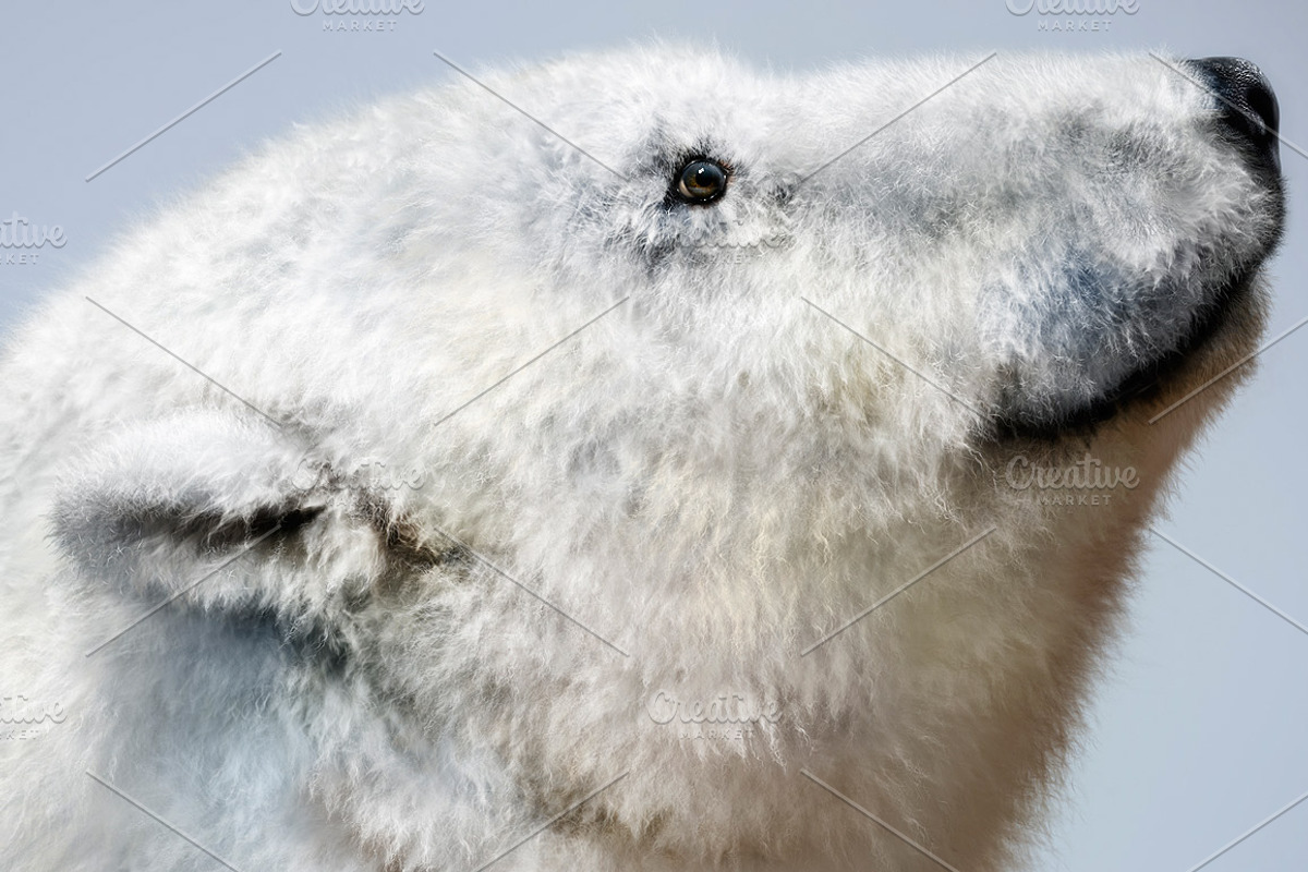 28 Realistic FUR Photoshop Brushes, a Brush Add-On by Eldar Zakirov's (Photo 4 of 11)