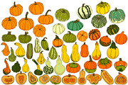 Pumpkins collection, an Object Illustration by Elena Mykhailenko (Thumbnail 4 of 4)
