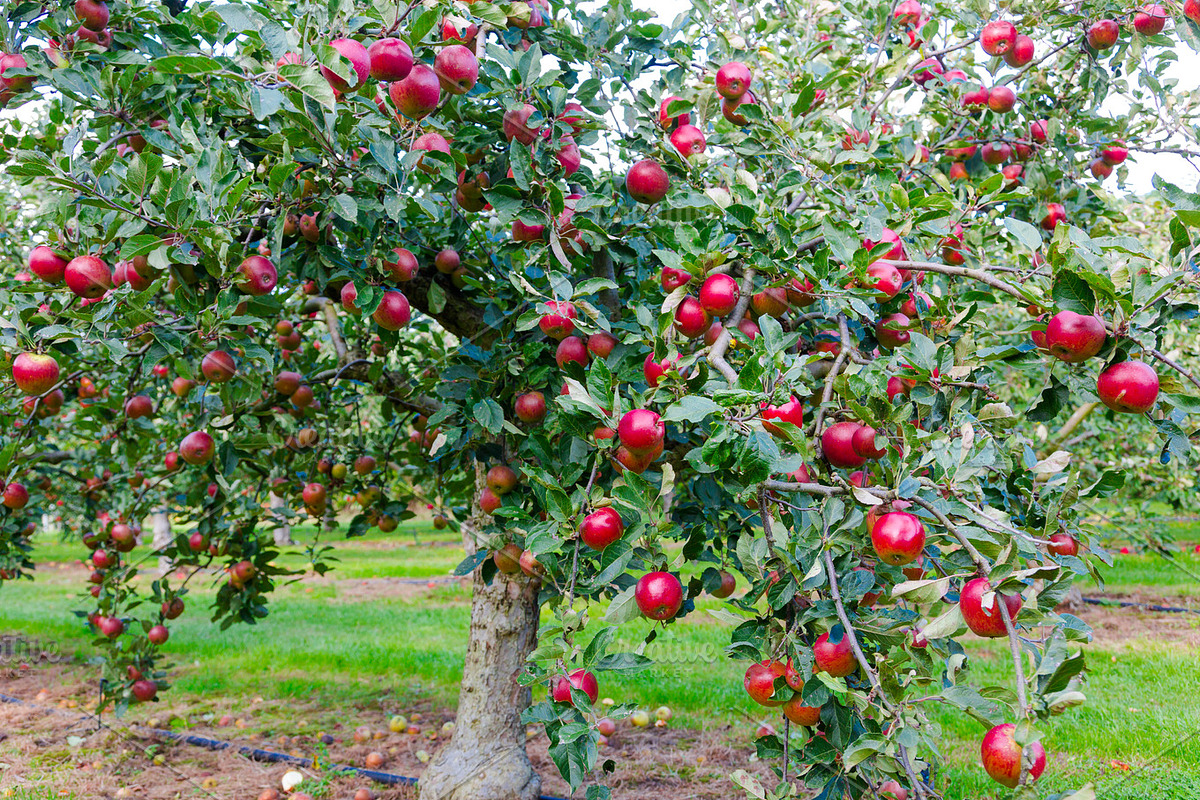 Feeling Apple, a Templates & Theme by Feelings (Photo 3 of 5)