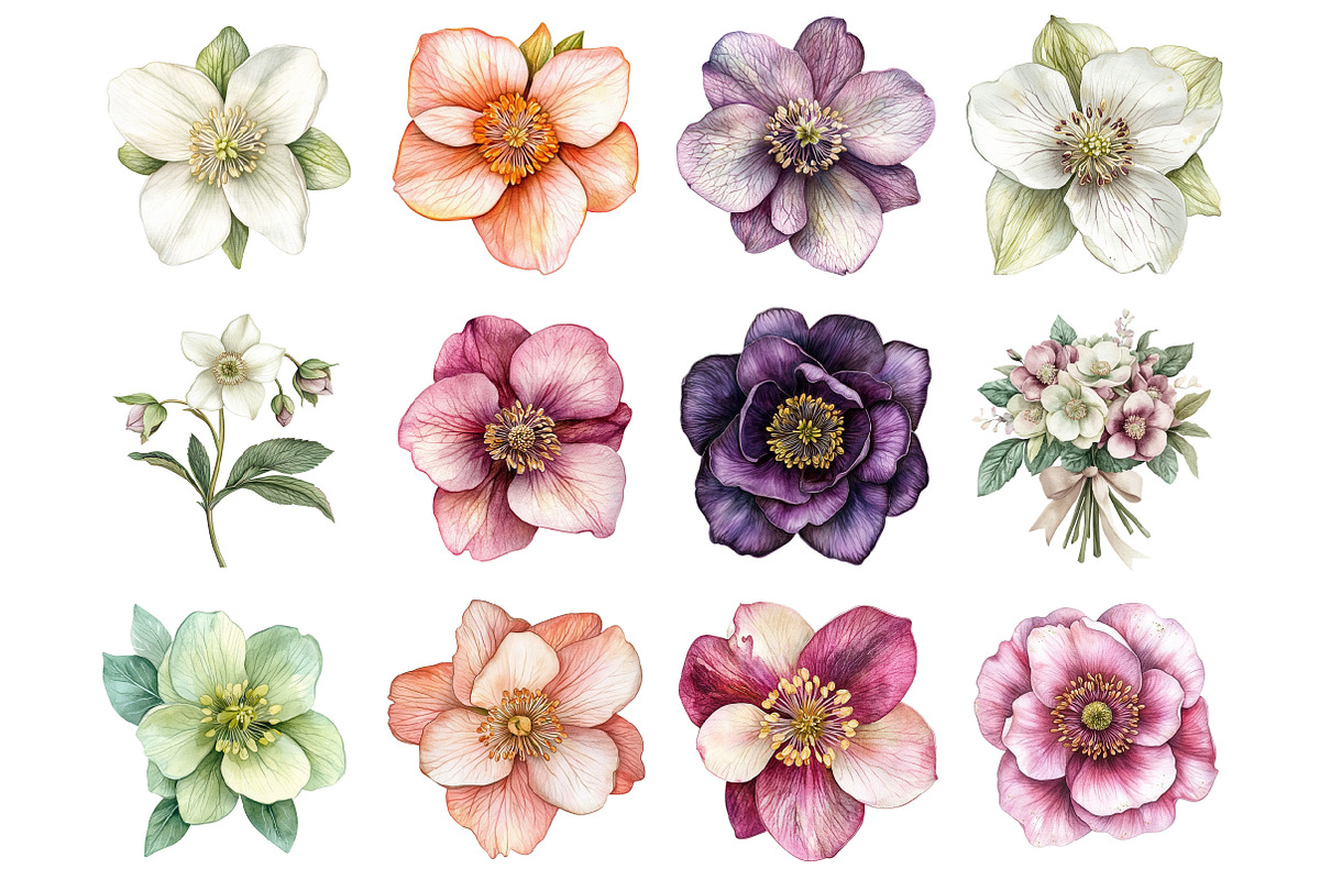 Watercolor Hellebore Clipart, a Seasonal Illustration by Design Market