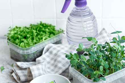 Assortment of micro greens on wooden table, a Food & Drink Photo by Olena Rudo