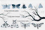 Moths. Watercolor set., an Illustration by Noli Molly Store (Thumbnail 3 of 8)
