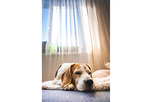 Beagle dog sleeping peacefully by, an Animal Photo by MadPhotos