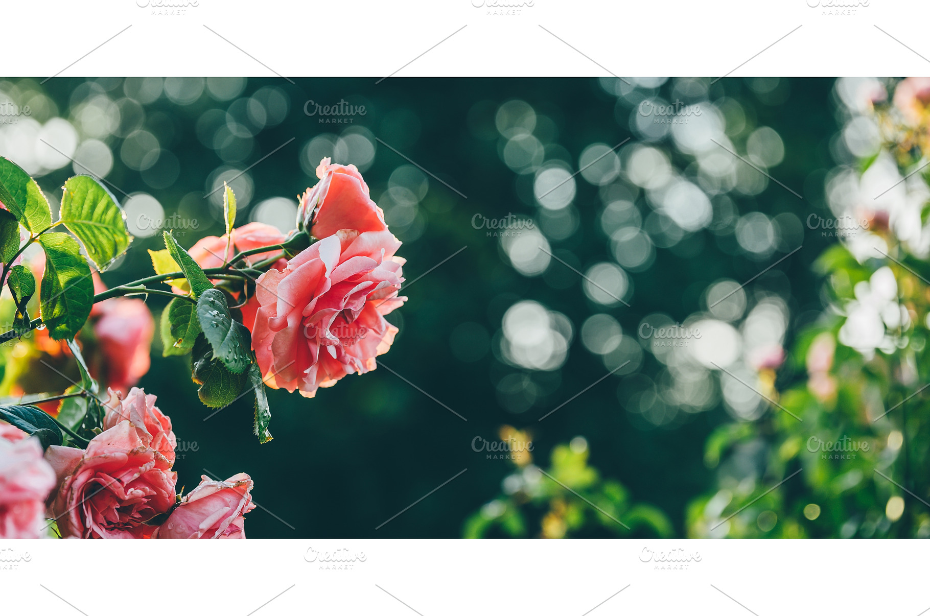 Beautiful roses in a park, a Nature Photo by Yummypic