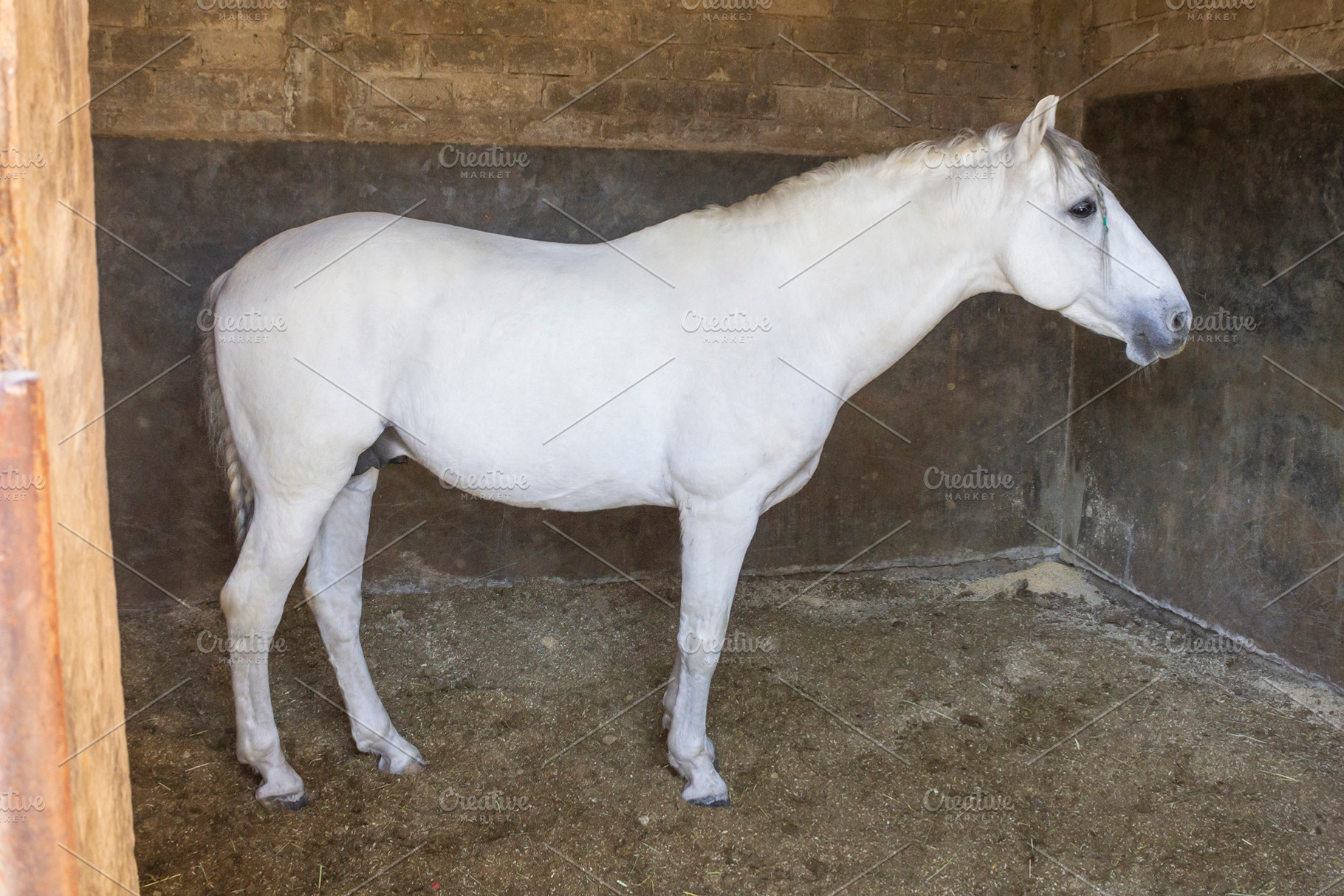 beautiful thoroughbred white horse., an Animal Photo by Mexico stock images