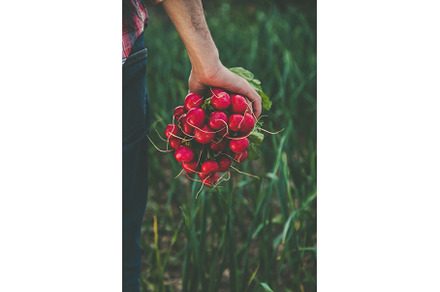 A man holds a harvest radish from, a Food & Drink Photo by yanadjana