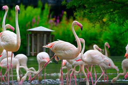Flock of flamingos stock photo containing flamingo and park, an Animal Photo by Serg64