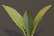 The Haran Bush, a Plants & Tree 3D Model by FuturePastCreatives (Thumbnail 6 of 13)