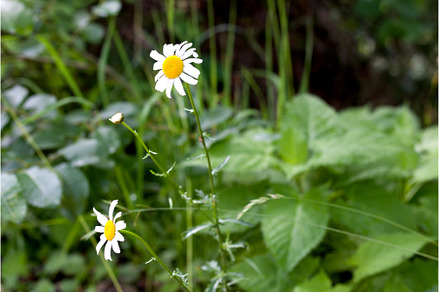 Daisies bloom in the lush greenery, a Nature Photo by Irina