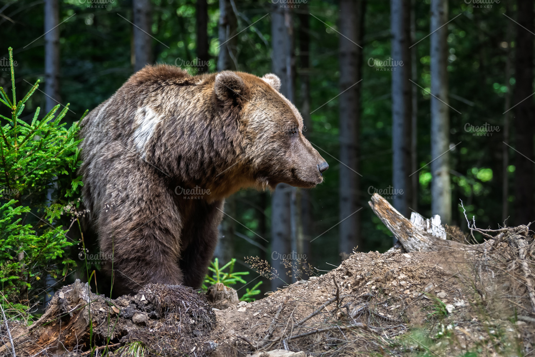 Bear in forest, an Animal Photo by Byrdyak