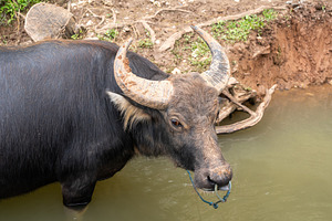 Buffalo standing in water in Toraja, Sulawesi, Indonesia, an Animal Photo by GoodGoods