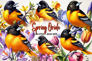 Spring Baltimore Oriole Clipart, a Work Illustration by OK Design