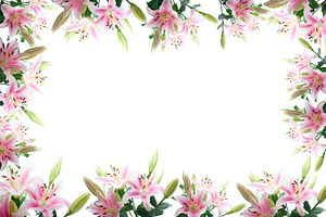 Lily flowers stock photo containing flower and white