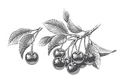 Cherry set engravings #3, a Food Illustration by Irina Trusova (Thumbnail 1 of 5)