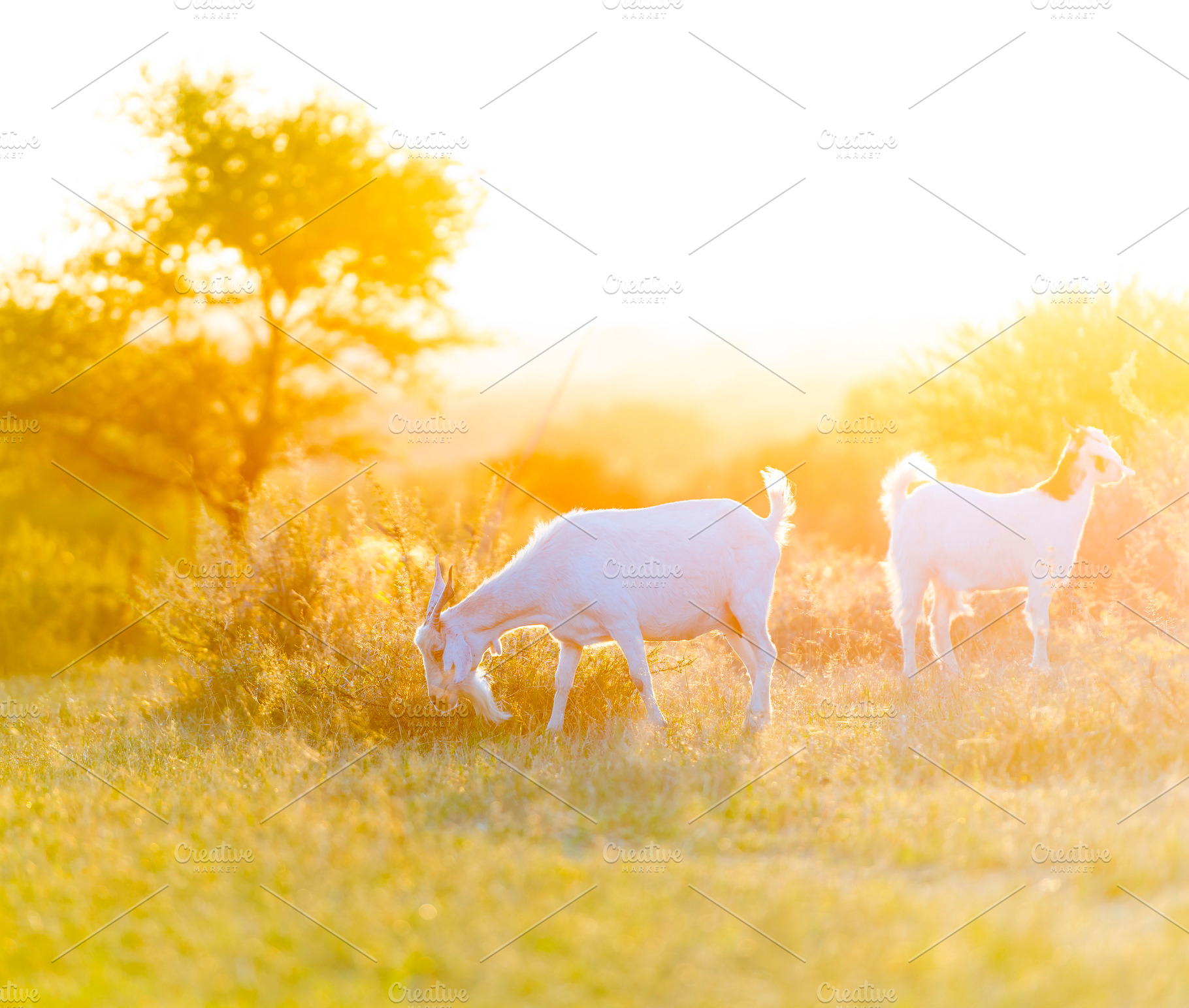 Goats Grazing in Field, an Animal Photo by THP Creative