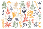 Medicinal Herbs Vector Bundle, a Healthcare Illustration by Yevheniia (Thumbnail 7 of 8)