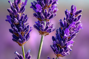 Three Lavender Blossoms in Purple Fi, a Photo by Pixeness Studio