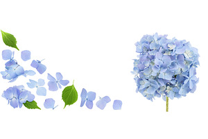 Blue Hydrangea flower isolated on, a Nature Photo by NataPhoto