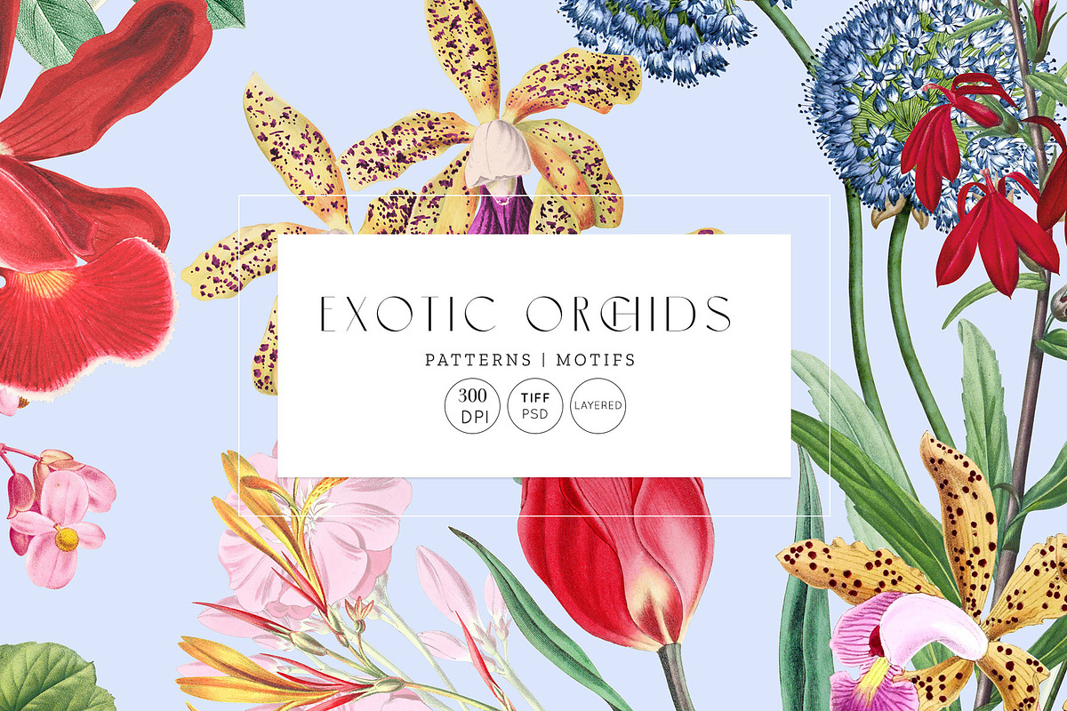 Exotic Orchids, Prints & Motif!, a Pattern Graphic by TSTUDIO (Photo 1 of 10)