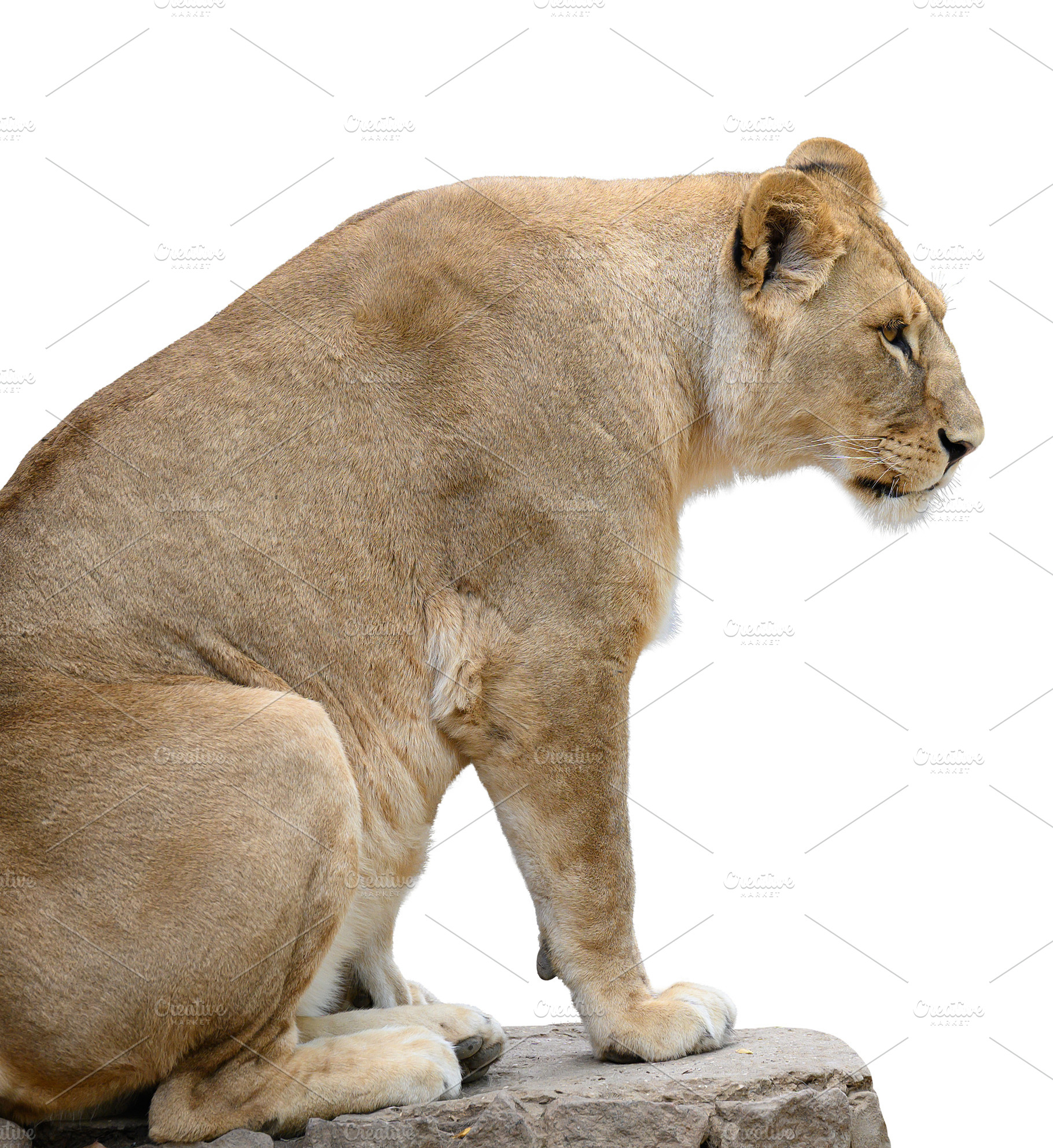 An adult lioness sits in profile on a rock ledge against an isol, an Animal Photo by ndanko