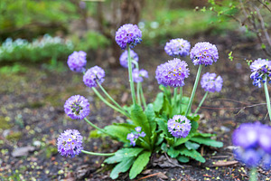 A flourishing Primula denticulata,, a Nature Photo by Imaginarium