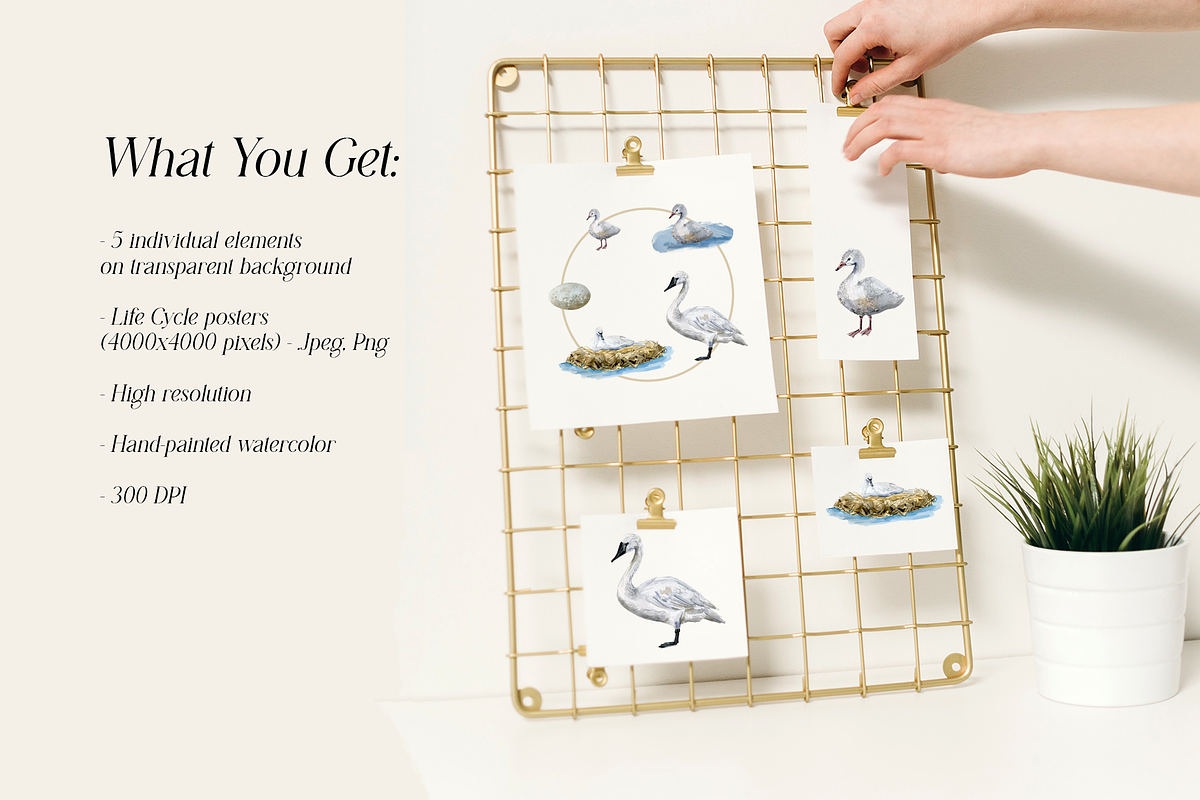 Trumpeter Swan Life Cycle Set, an Education Illustration by Tati Bordiu (Photo 4 of 4)