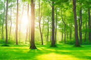Summer Sunny Forest, a Background Graphic by Anamul Haque Anik (Thumbnail 3 of 5)