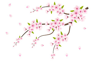 Cherry Blossom Flower