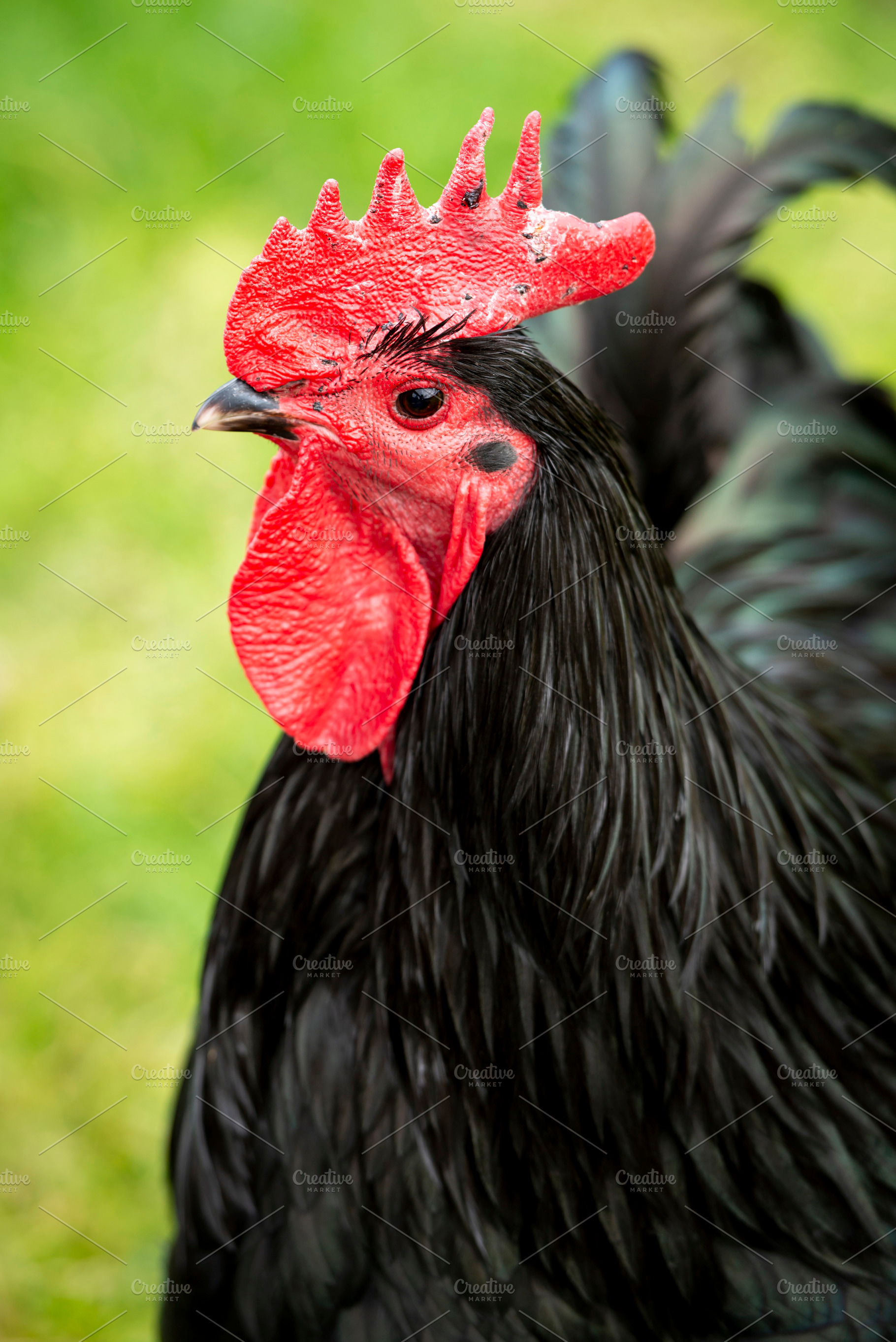 Black Rooster Portrait, an Animal Photo by THP Creative