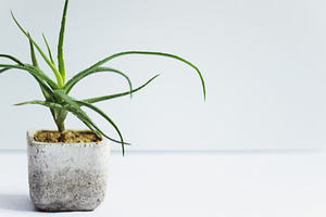 Potted Aloe on White, a Nature Photo by René Jordaan Photography