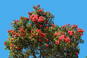 10 PSD Trees Collection 2, an Object Graphic by envirographic (Thumbnail 3 of 4)