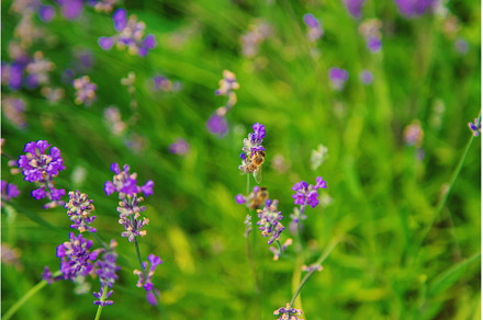 Blooming lavender in the garden, a Nature Photo by yanadjana