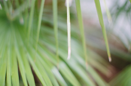 Palmetto 2 preview 3