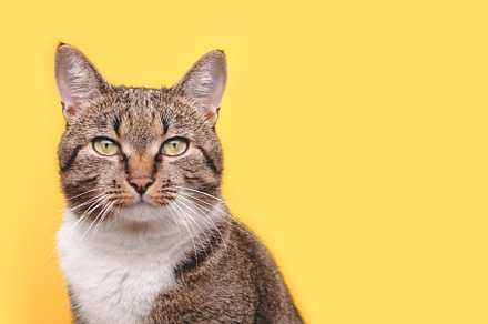 Portrait of gray shorthair cat, an Animal Photo by rorygez fresh