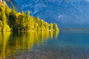 The forest near the water.
