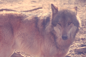 Wolve starring in front