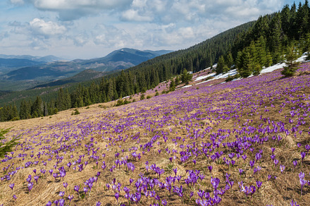 Blooming purple violet Crocus heuffelianus (Crocus vernus) alpin, a Nature Photo by YuriyB
