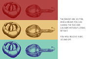 Pumpkins & Gourds - illustrations, a Food Illustration by Renée from Studio neetje (Thumbnail 4 of 5)