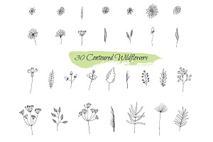 241 Collection Sketches Plants.