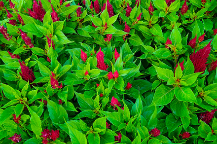 Vivid green foliage with red buds, a Nature Photo by DanFLCreativo