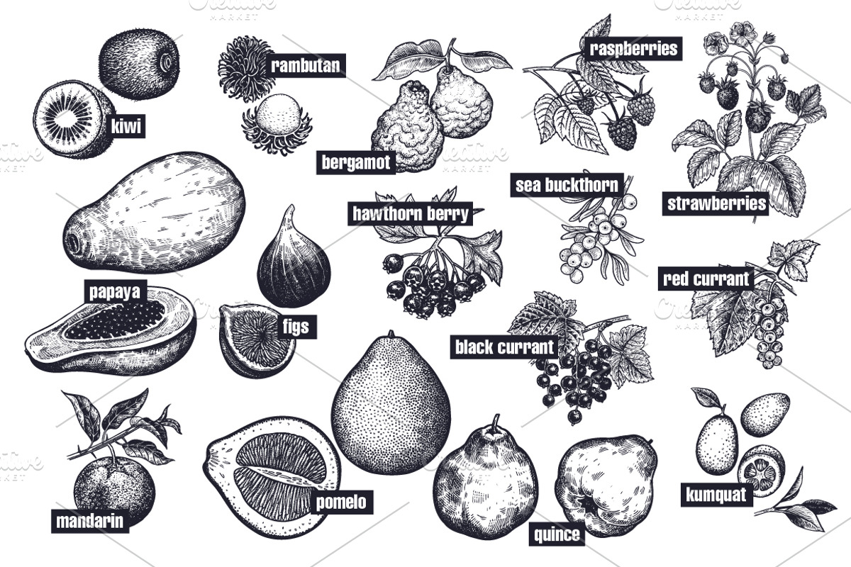 Fruits and berries. Big set., an Object Graphic by MarinaVorontsova (Photo 3 of 8)