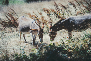 Two donkeys grazing meadow, an Animal Photo by SkyNext